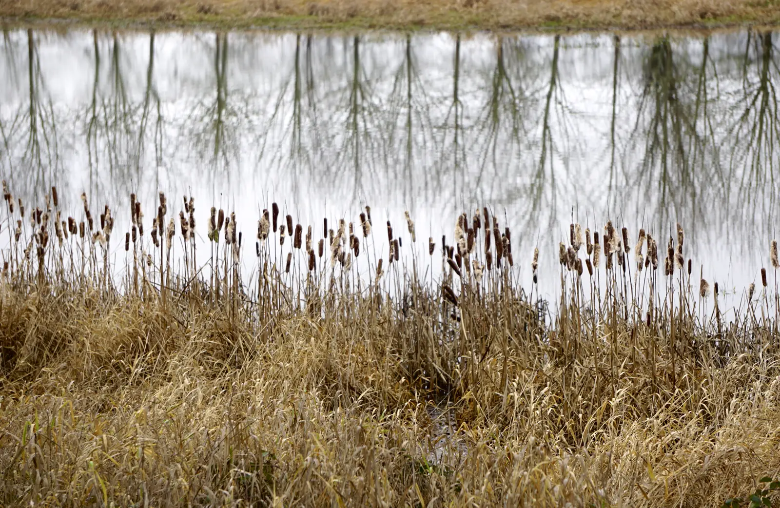 Wetland and trees at Ridgefield National Wildlife Refuge near Ridgefield, Washington.